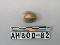 藏品(貝類)的圖片